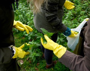 Gevolgd door een wildpluk-wandeling. Hier brandnetels voor in de soep. heel gezond en lekker.